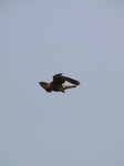 SX28421 Kestrel (Falco tinnunculus).jpg